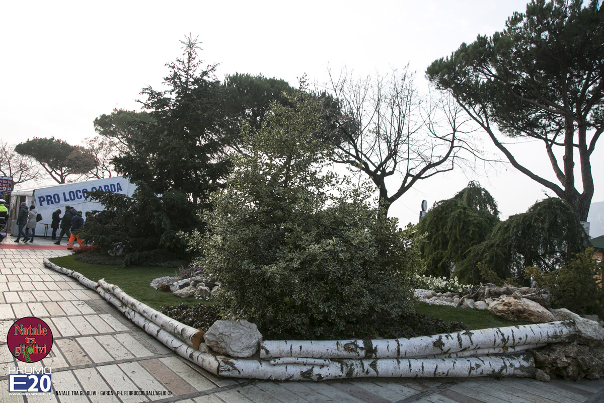 2015_012607_Natale_tra_gli_olivi