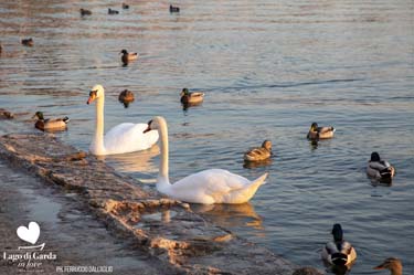 LagoDiGardaInLove2023_0443