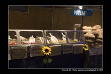 FestaSanMarco_02091